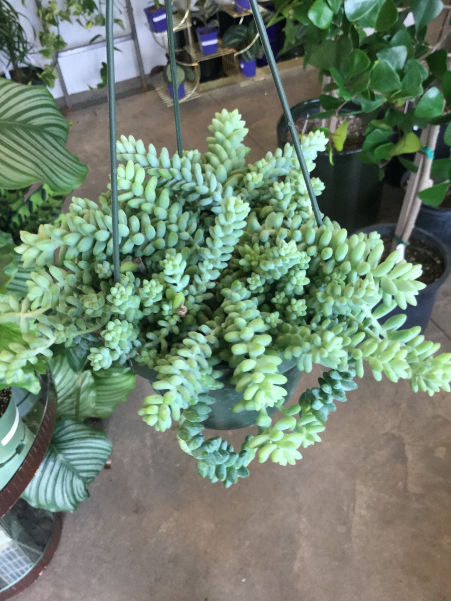 burros tail 6"