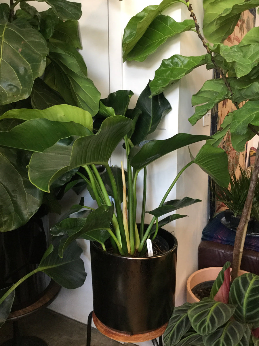 congo philodendron 10"