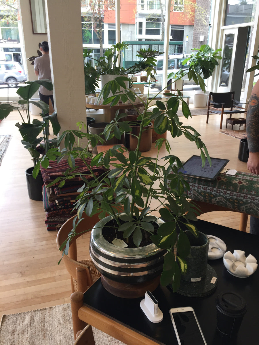 Mid Century Pot + Schefflera